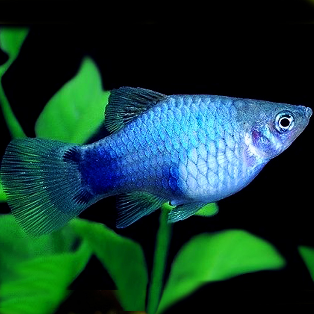 platy blue neon